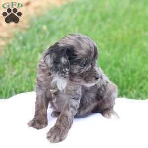 Cheryl, Cavapoo Puppy