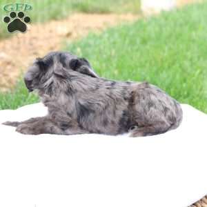 Cheryl, Cavapoo Puppy