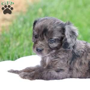Cheryl, Cavapoo Puppy