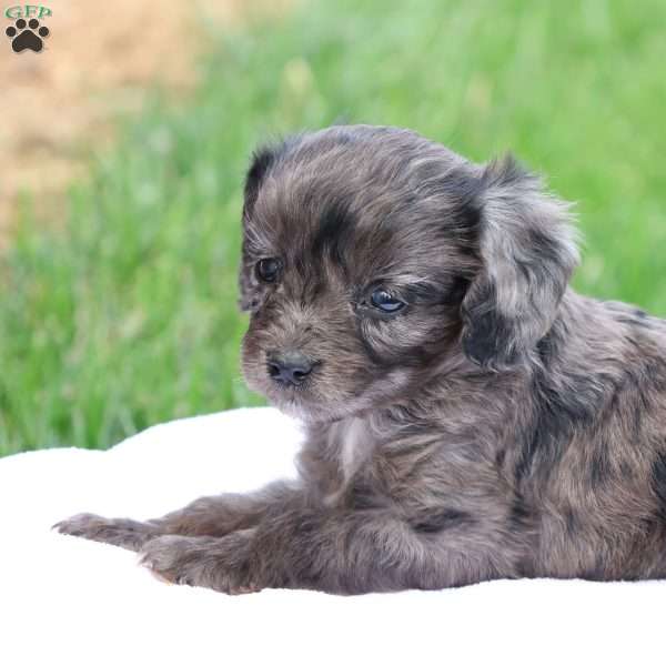 Cheryl, Cavapoo Puppy