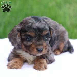 Chloe, Cavapoo Puppy