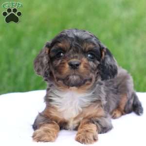 Chloe, Cavapoo Puppy
