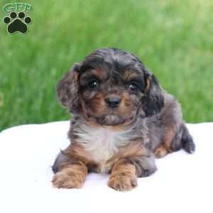 Chloe, Cavapoo Puppy