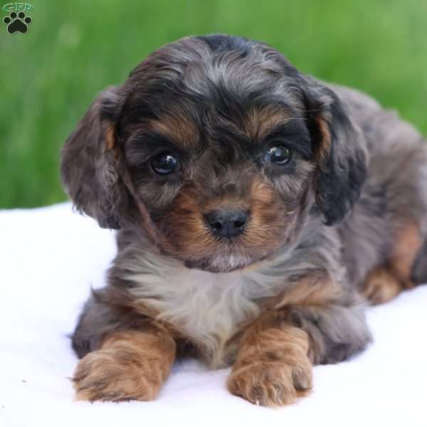 Chloe, Cavapoo Puppy