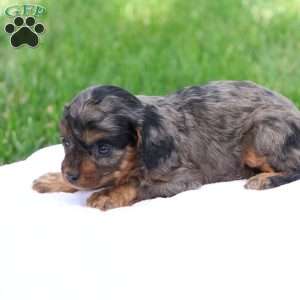 Chloe, Cavapoo Puppy