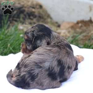 Chloe, Cavapoo Puppy