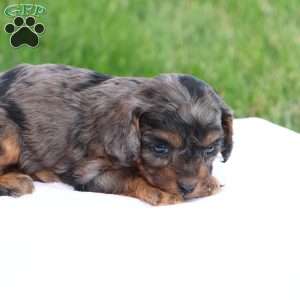 Chloe, Cavapoo Puppy