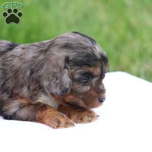 Chloe, Cavapoo Puppy