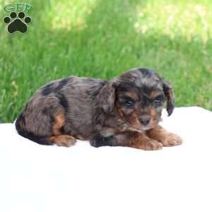 Chloe, Cavapoo Puppy