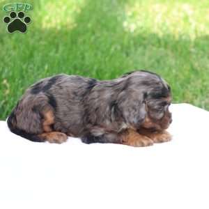 Chloe, Cavapoo Puppy