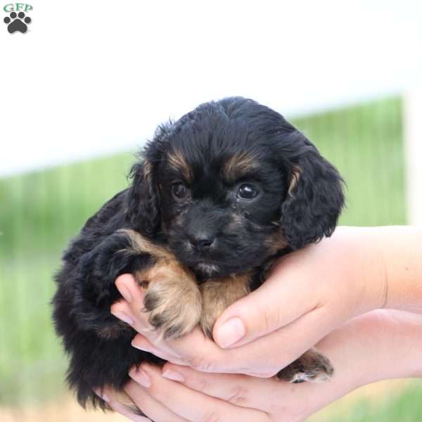 Casey, Cavapoo Puppy