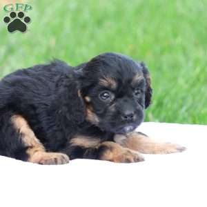 Casey, Cavapoo Puppy