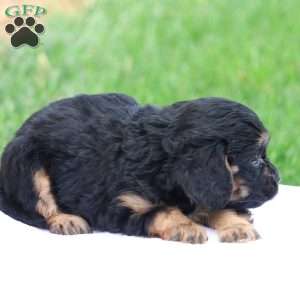 Casey, Cavapoo Puppy