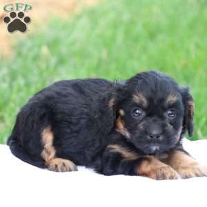 Casey, Cavapoo Puppy