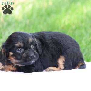 Casey, Cavapoo Puppy