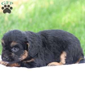 Casey, Cavapoo Puppy