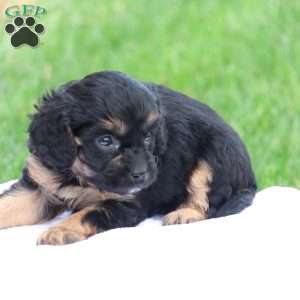 Casey, Cavapoo Puppy