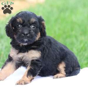 Casey, Cavapoo Puppy