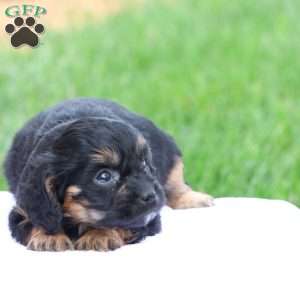 Casey, Cavapoo Puppy
