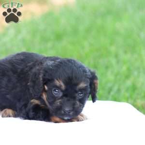 Casey, Cavapoo Puppy
