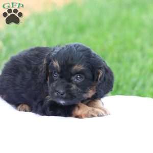 Casey, Cavapoo Puppy