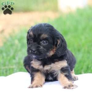 Casey, Cavapoo Puppy