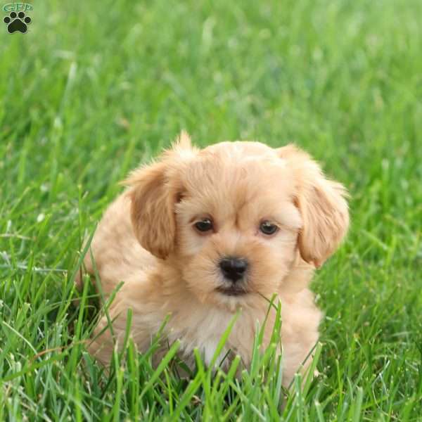 Scott, Shih-Poo Puppy