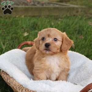 Skyler, Shih-Poo Puppy
