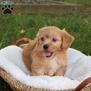 Skyler, Shih-Poo Puppy
