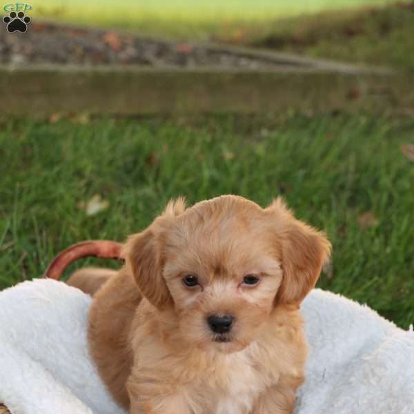 Skyler, Shih-Poo Puppy