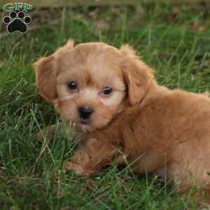 Skyler, Shih-Poo Puppy