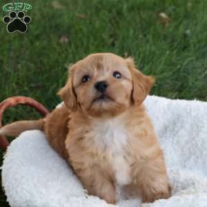 Skyler, Shih-Poo Puppy