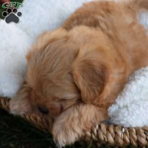 Skyler, Shih-Poo Puppy