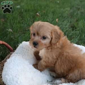 Skyler, Shih-Poo Puppy