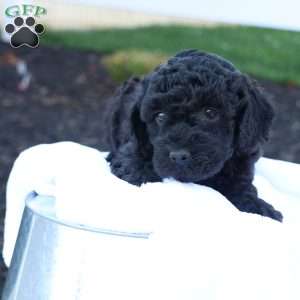 Hanson, Havapoo Puppy