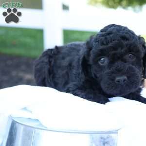 Hanson, Havapoo Puppy