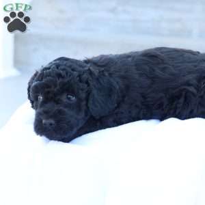 Hanson, Havapoo Puppy