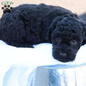 Hanson, Havapoo Puppy