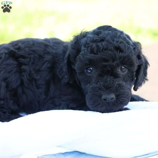 Hanson, Havapoo Puppy