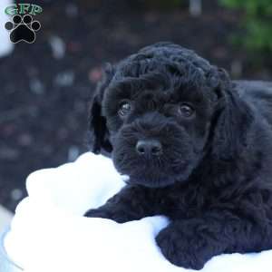 Hanson, Havapoo Puppy