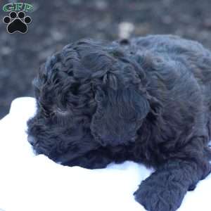Hanson, Havapoo Puppy