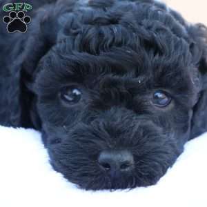 Hanson, Havapoo Puppy