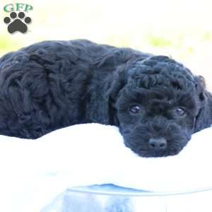 Hanson, Havapoo Puppy