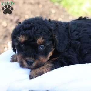 Heidi, Havapoo Puppy