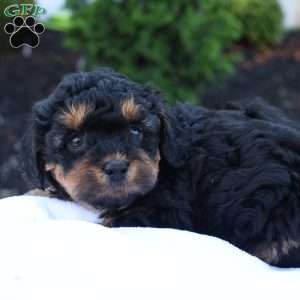 Heidi, Havapoo Puppy