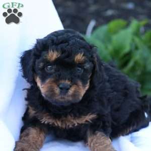 Heidi, Havapoo Puppy