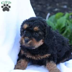 Heidi, Havapoo Puppy