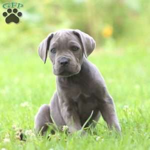 Rachel, Cane Corso Puppy