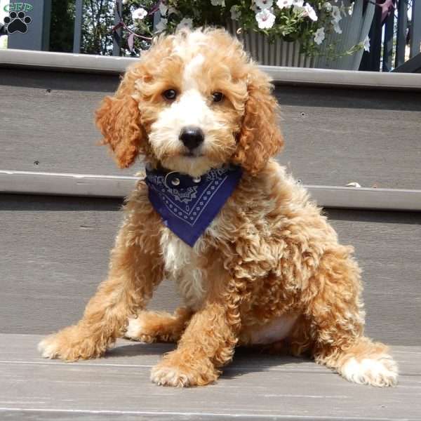 Tommy, Mini Goldendoodle Puppy