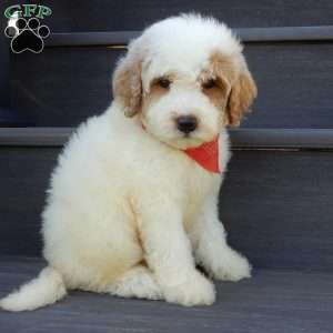 Gus, Mini Goldendoodle Puppy